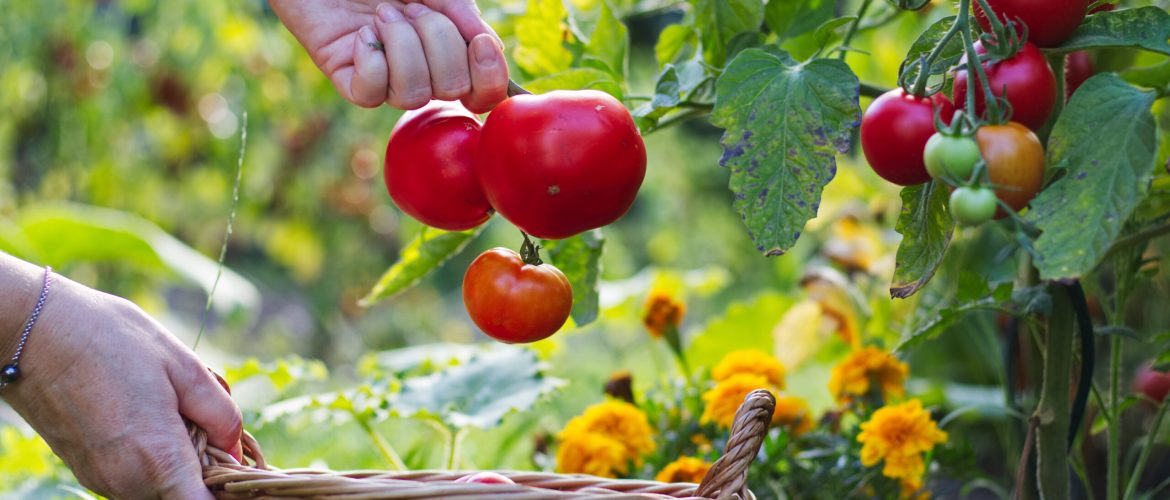 Farmer is harvesting tomatoes. Woman´s hands picking fresh toma